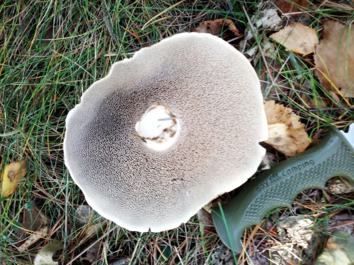 Ежовик пестрый sarcodon imbricatus