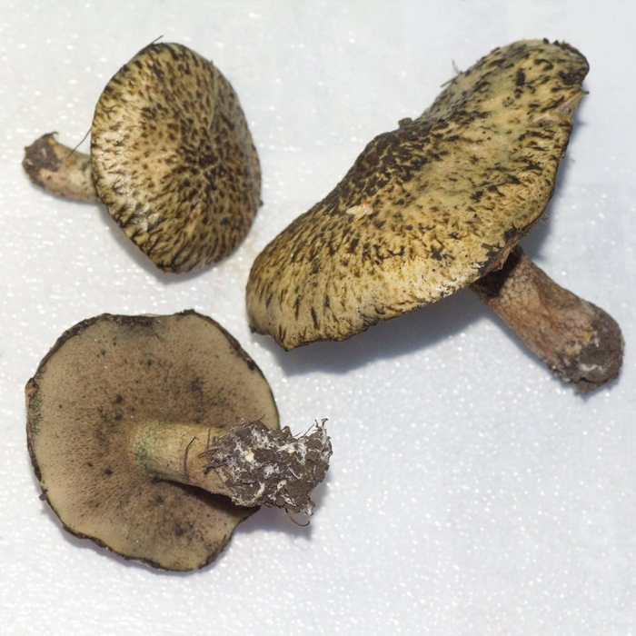 Suillus aeruginascens