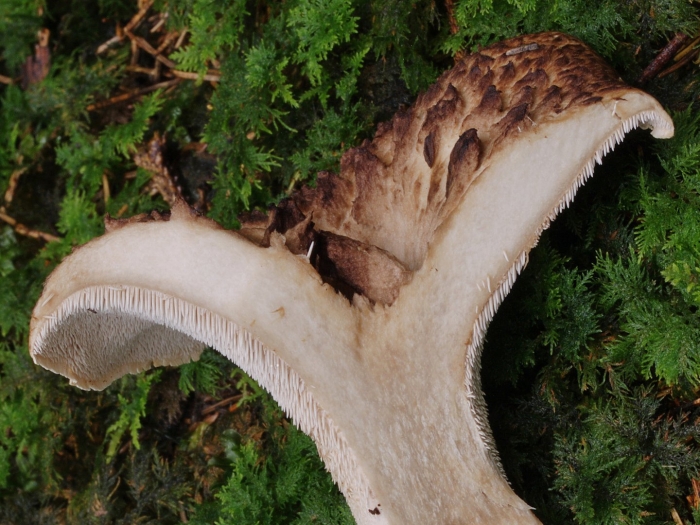 Ежовик пестрый гриб