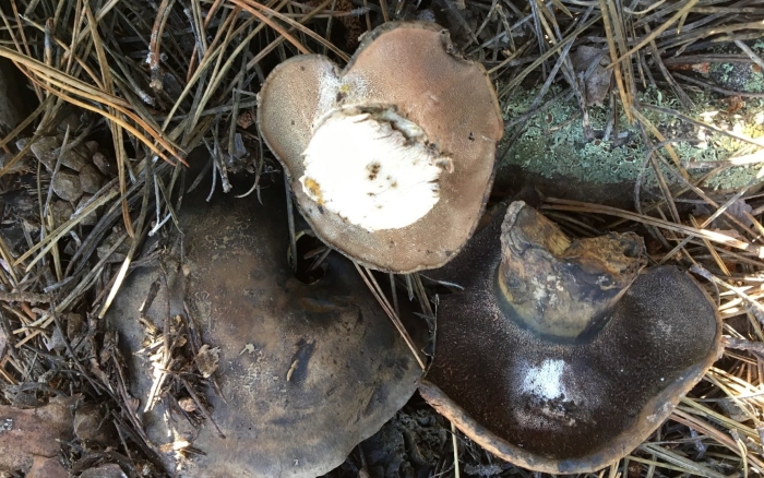 Болетопсис серый boletopsis grisea