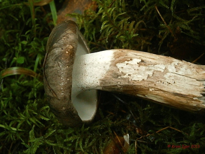 Гриб подберезовик