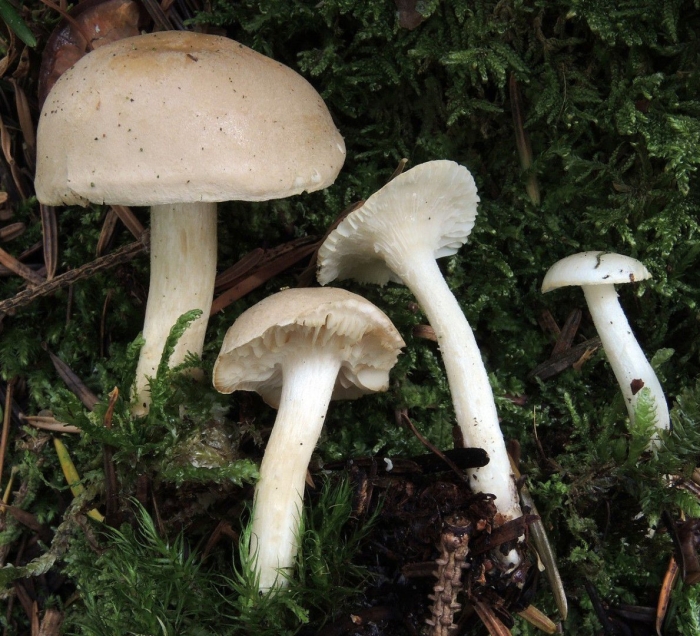 Рядовка вонючая (tricholoma inamoenum)