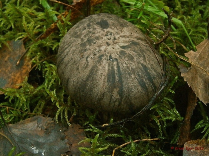 Грибы средней полосы