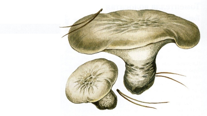 Гриб млечник сухушка