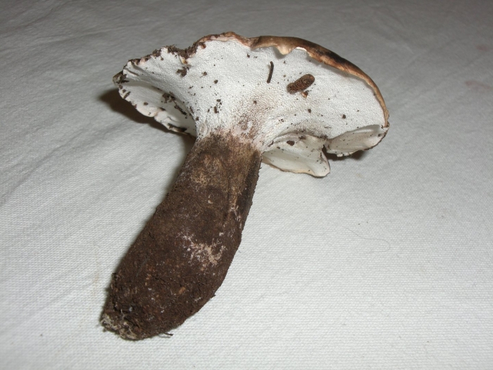 Gyroporus castaneus
