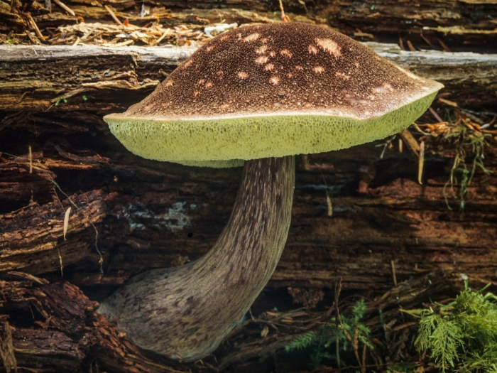 Aureoboletus mirabilis