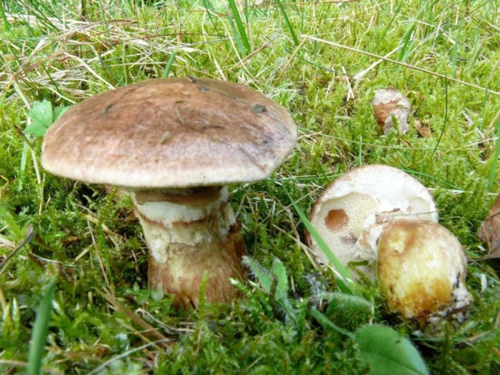 Suillus aeruginascens
