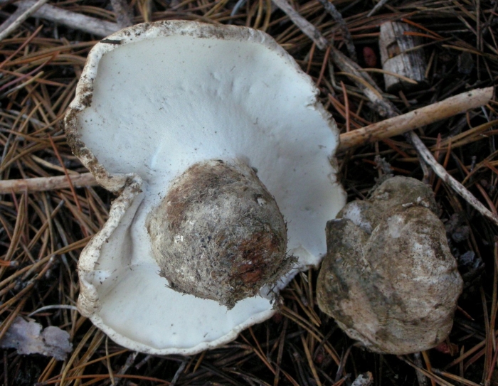 Russula delica (подгруздок белый)