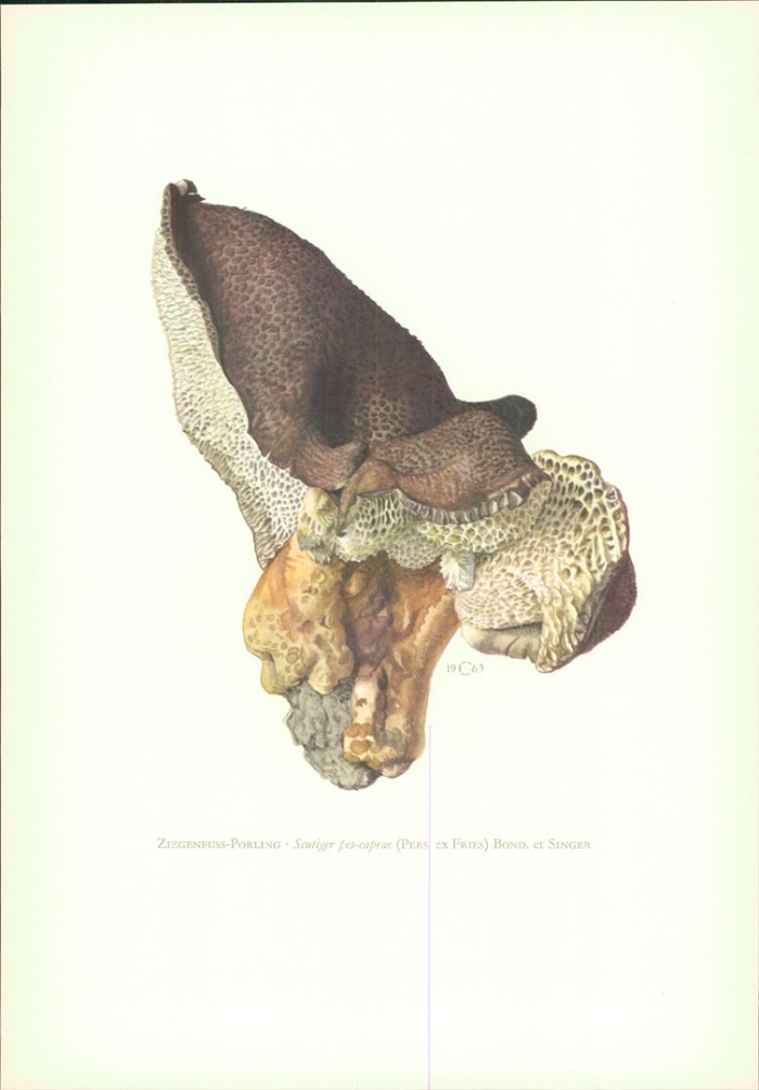 Гриб трутовик