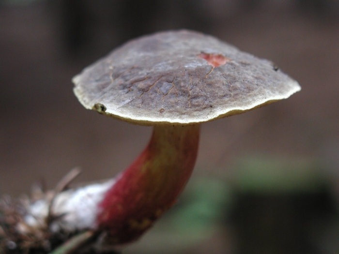 Xerocomellus zelleri