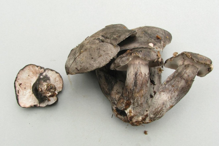 Паутинник опоясанный