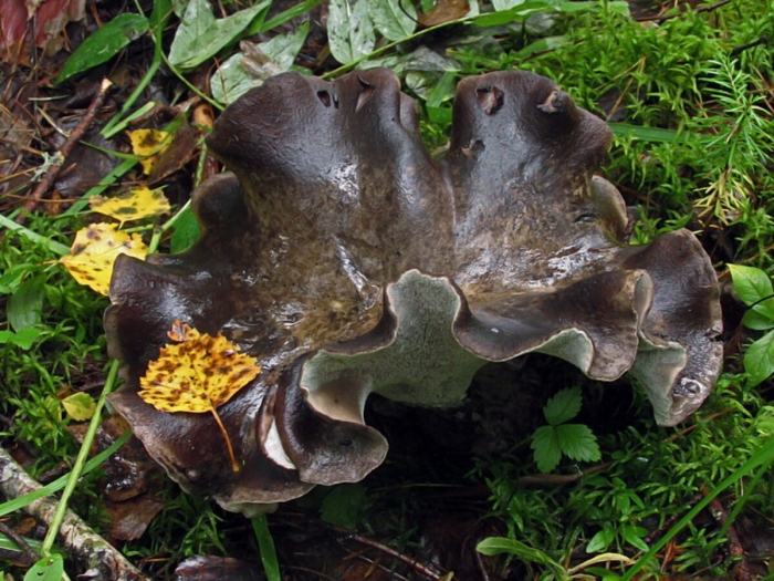 Craterellus cornucopioides