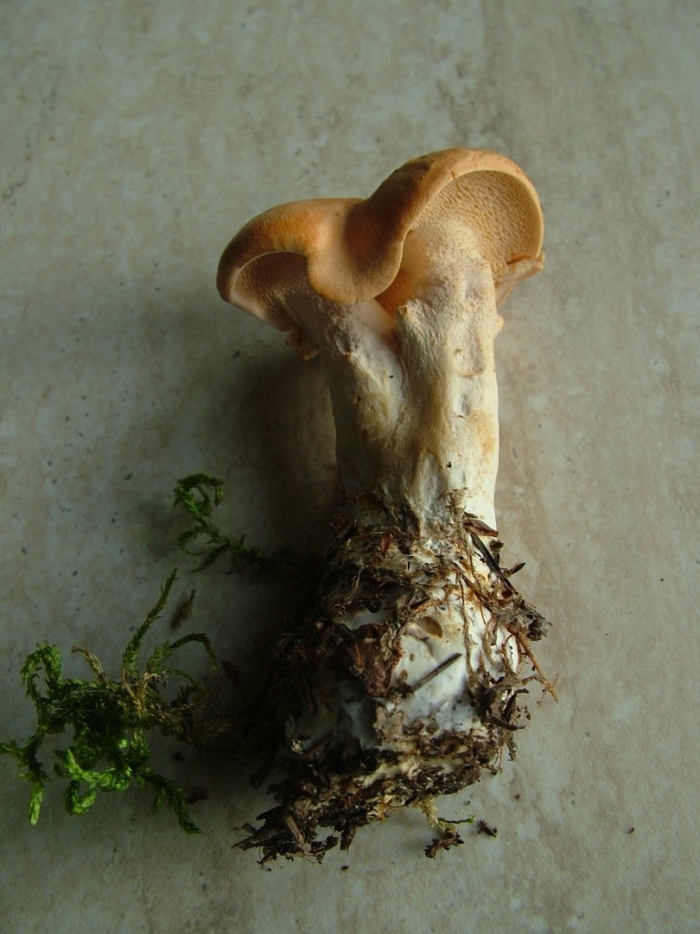 Albatrellus confluens