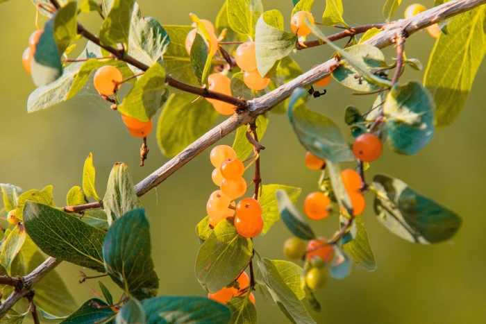 Жимолость куст оранжевые ягоды