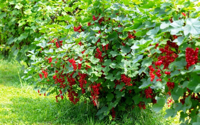 Смородина красная ненаглядная куст