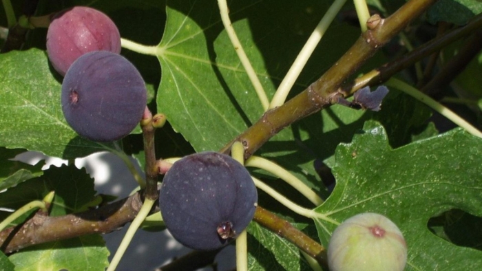 Инжир брунсвик