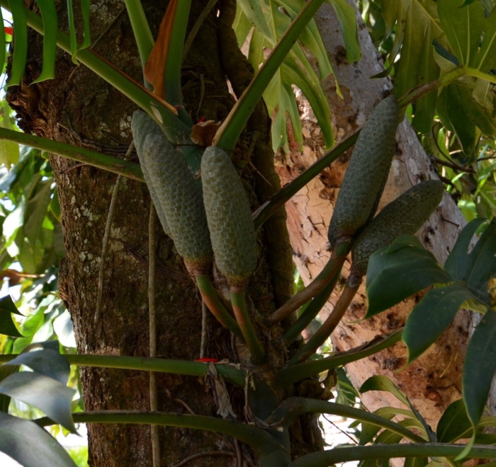 Монстера деликатесная