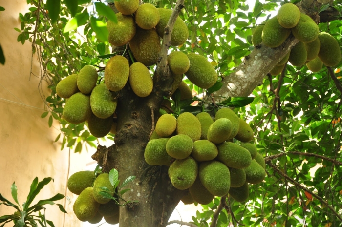 Джекфрут (индийское хлебное дерево)