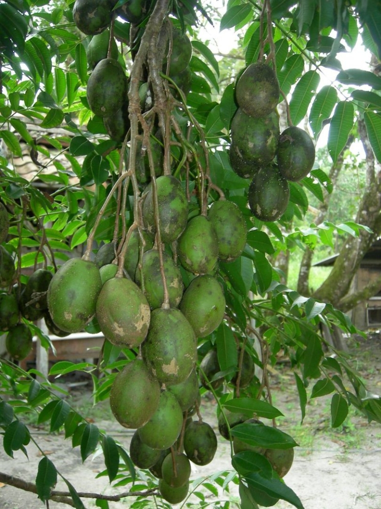 Kedondong фрукт