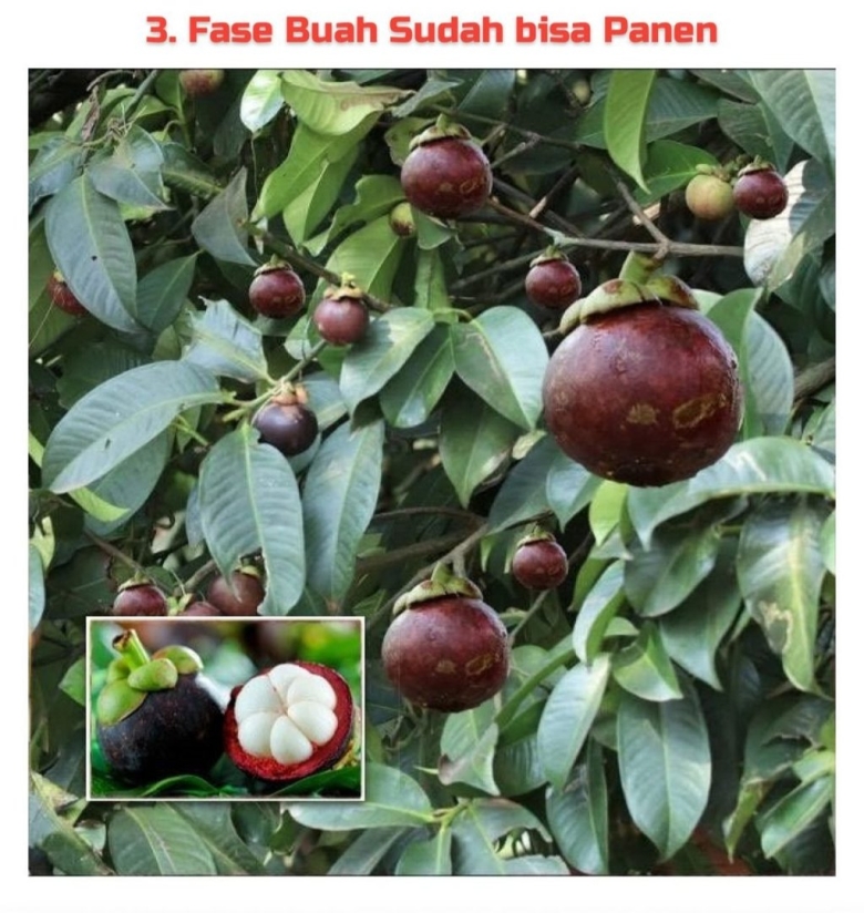 Мангостин дерево дома