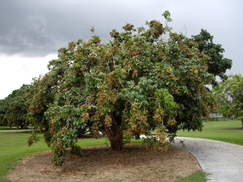 Мушмула Германская дерево
