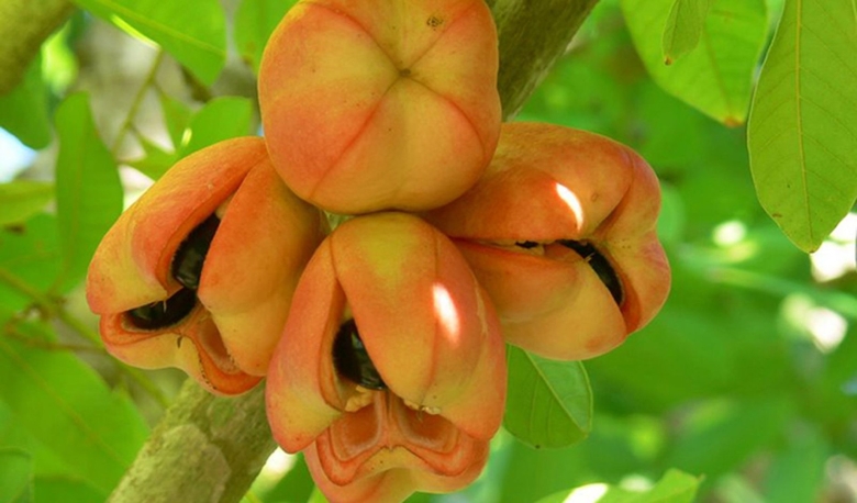 Ямайский плод экзот