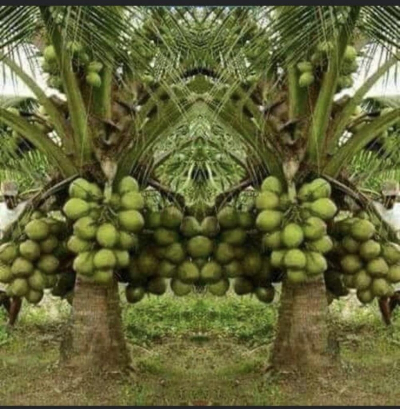 Тропические фрукты на деревьях