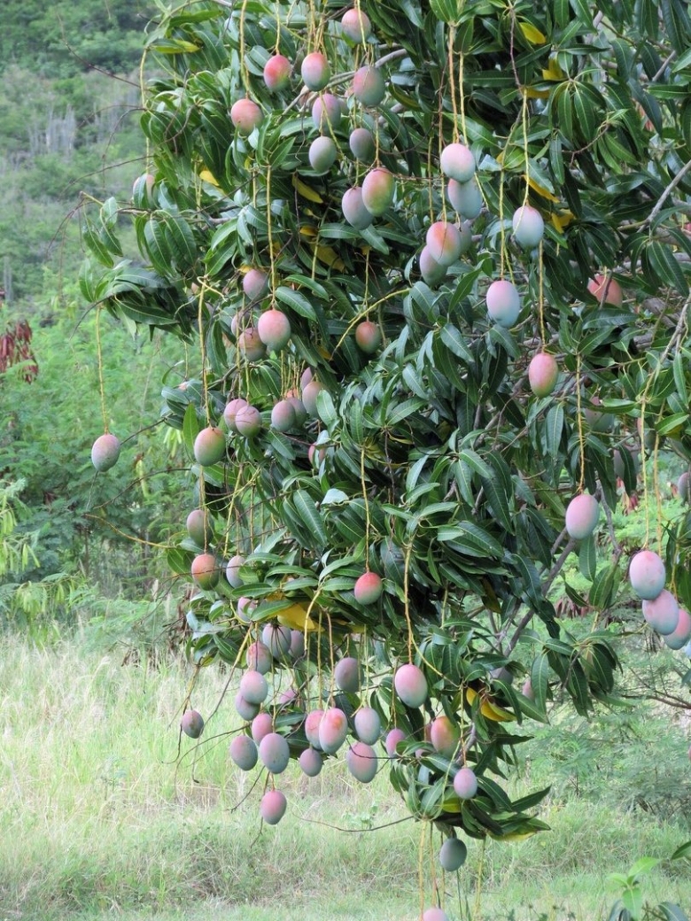 Mango tree