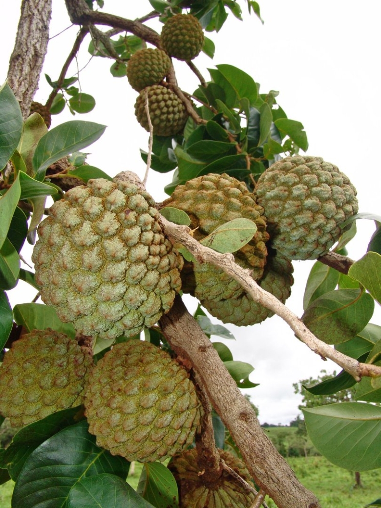 Annona exotic Fruits