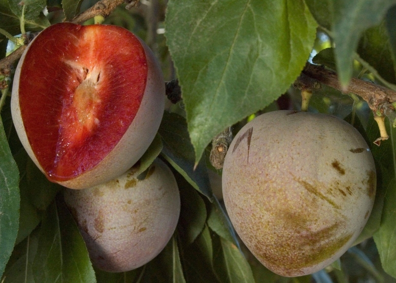 Сливы Флавор Квин плуот