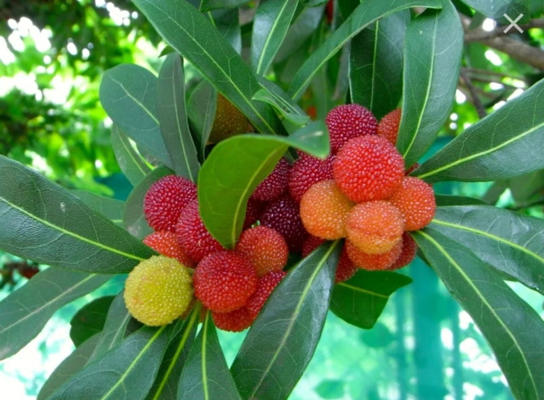 Восковница Myrica rubra