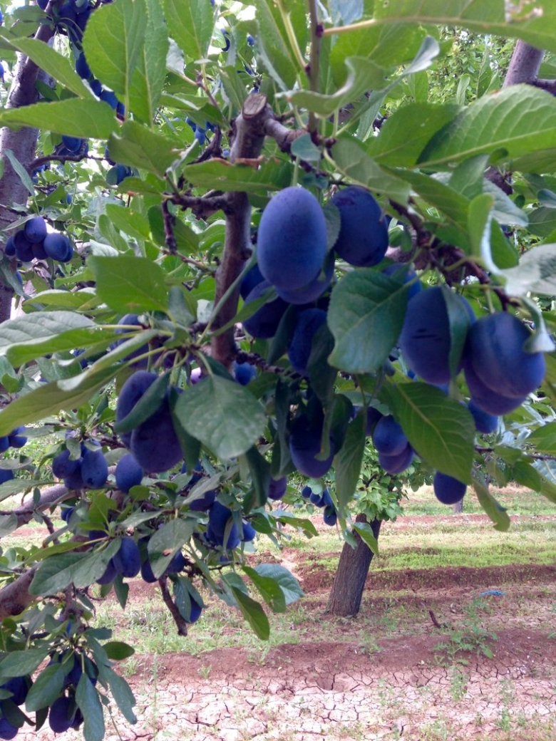 Плодовые деревья слива