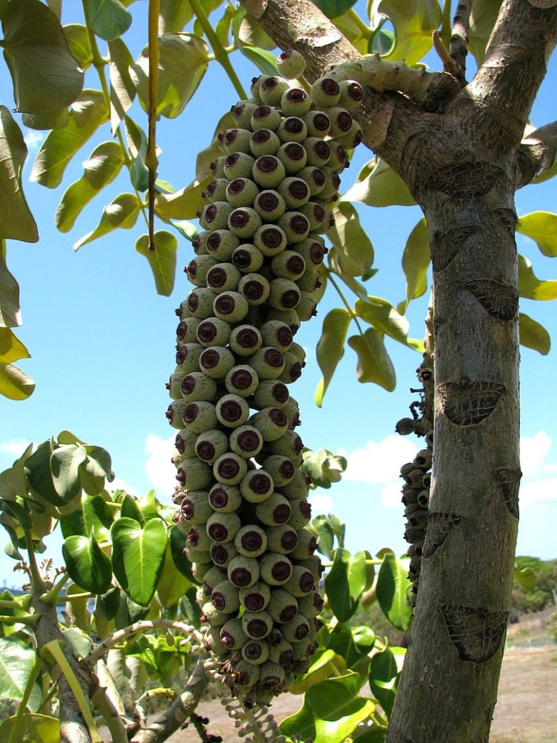 Необычные плодовые деревья