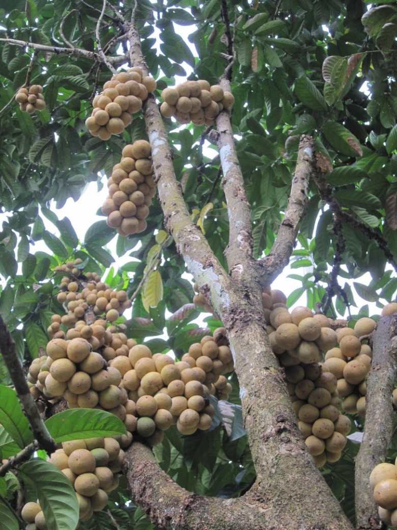 Лонган фрукт дерево