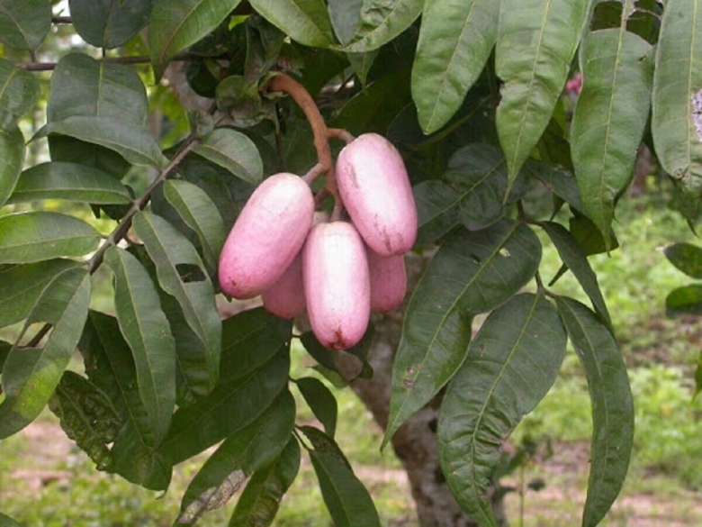 Дакриодес съедобный Африканская груша