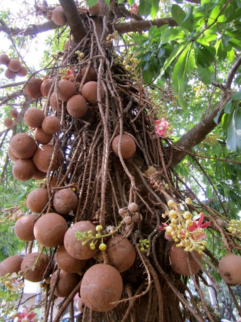 Экзотические фруктовые деревья