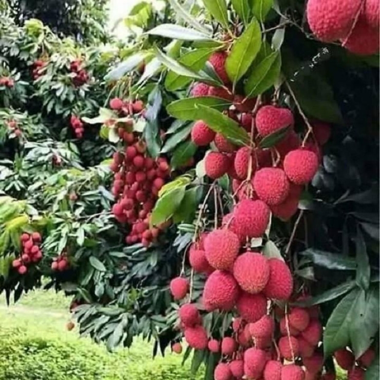 Litchi chinensis