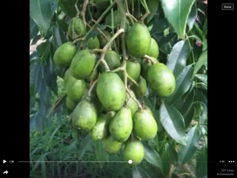 Зеленый экзотический фрукт