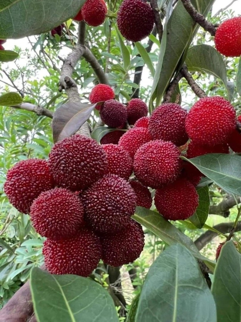 Восковница myrica rubra