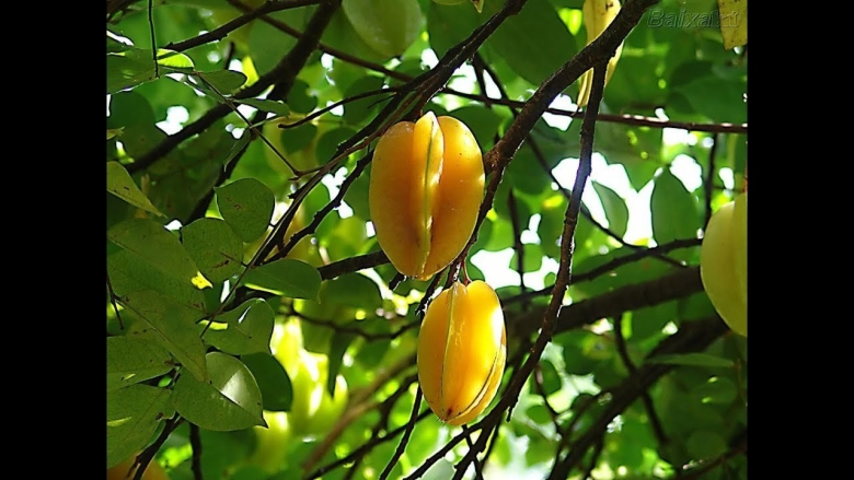 Малазийская карамбола