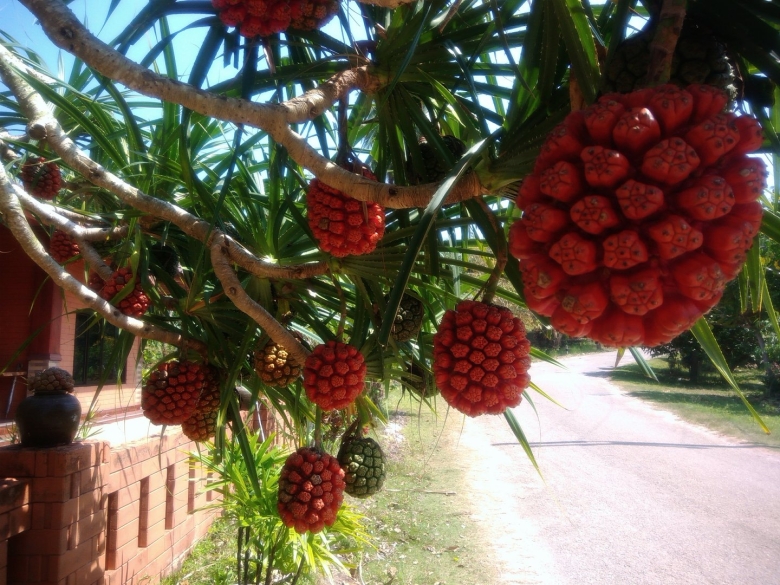 Красная Паттайя фрукт