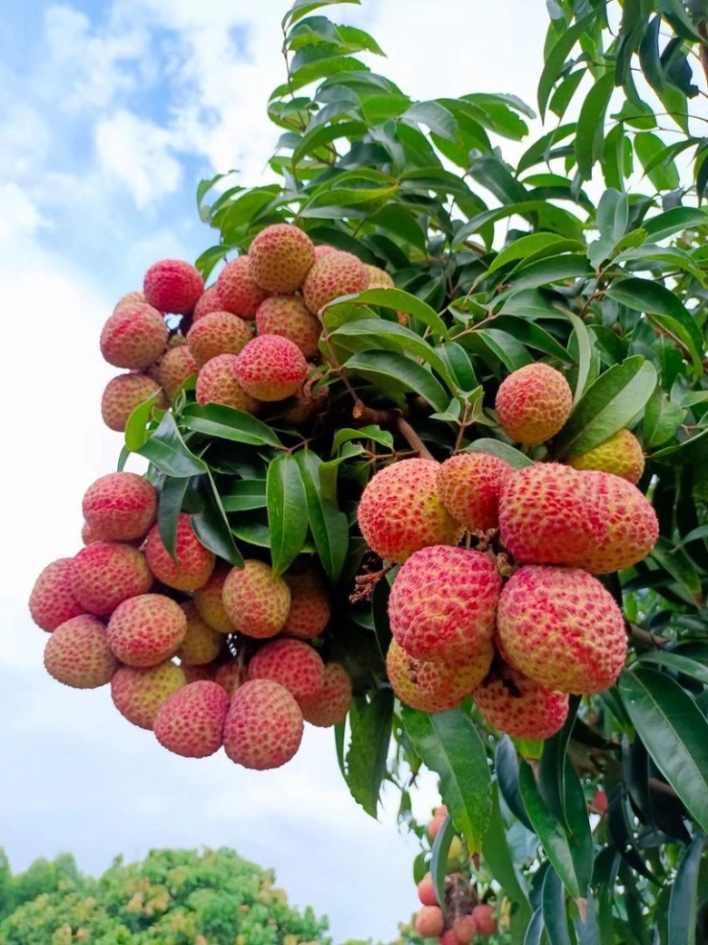 Экзотические плоды