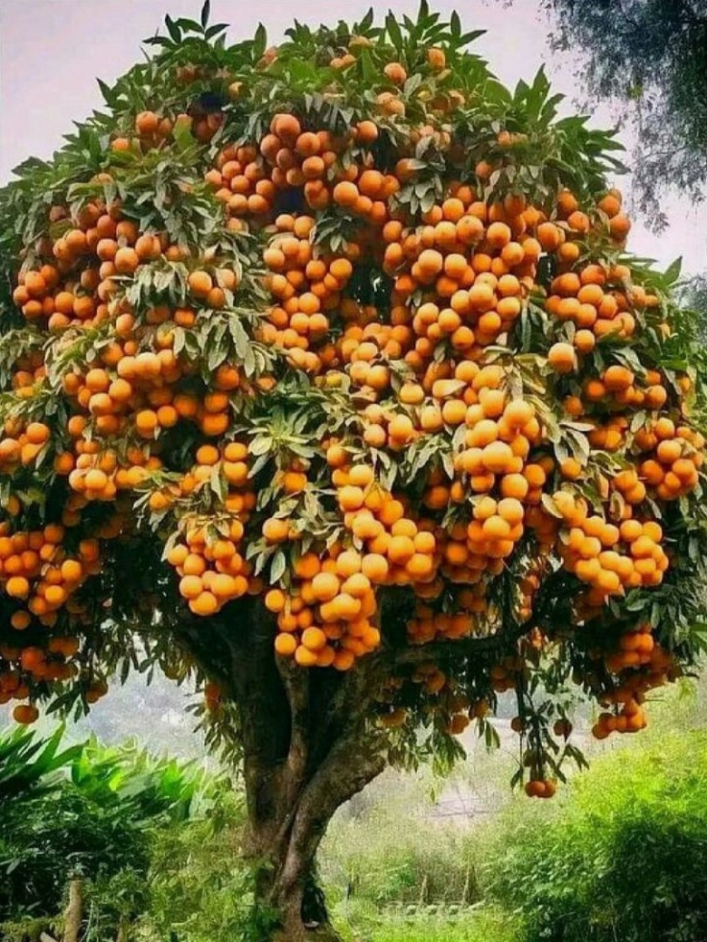 Облепиха крушиновидная Фрисдорфер оранж