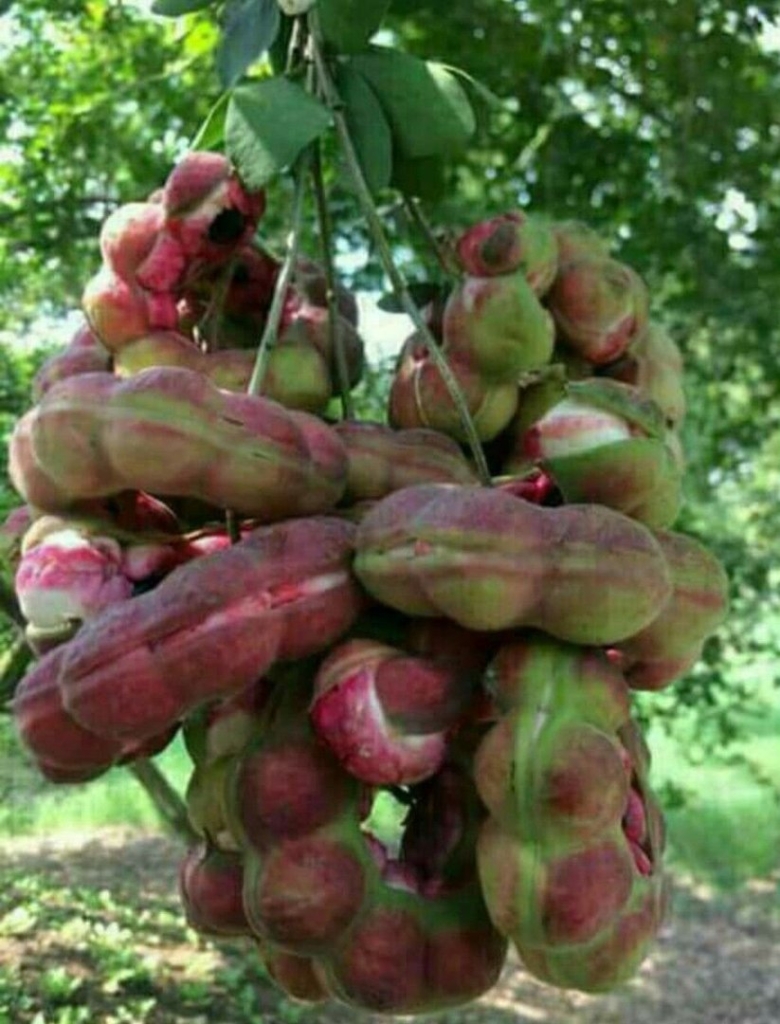 Pithecellobium dulce