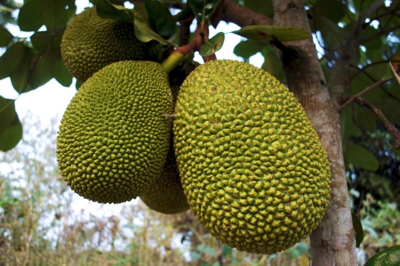 Тропический фрукт джекфрут