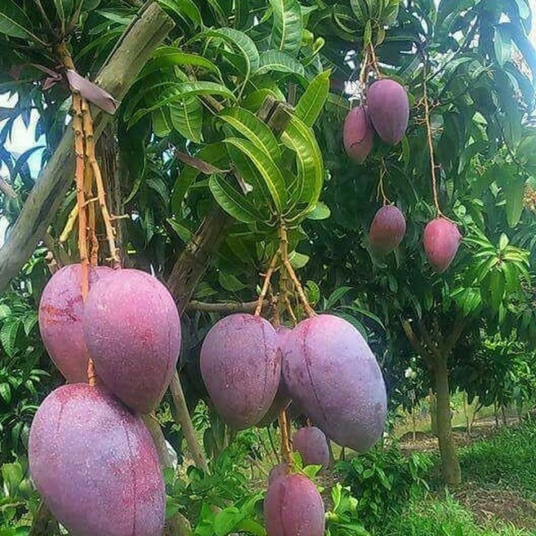 Экзотические фруктовые деревья