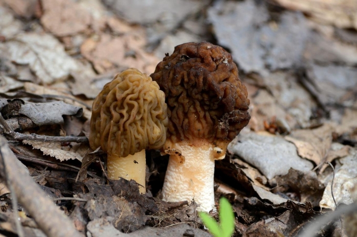 Сморчковая шапочка