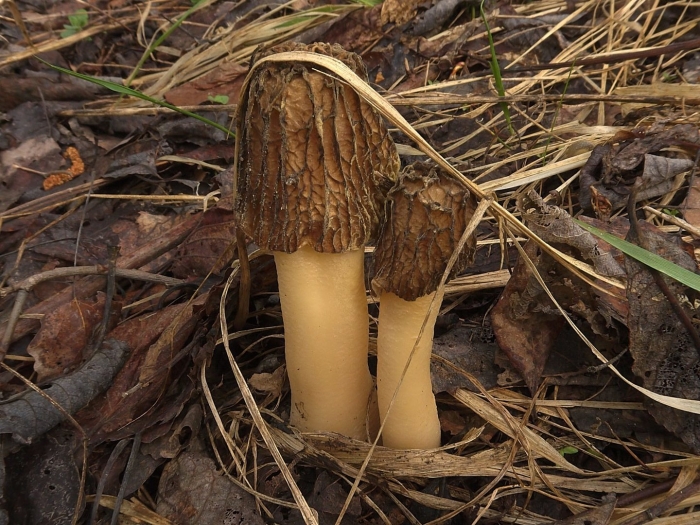 Сморчковая шапочка гриб