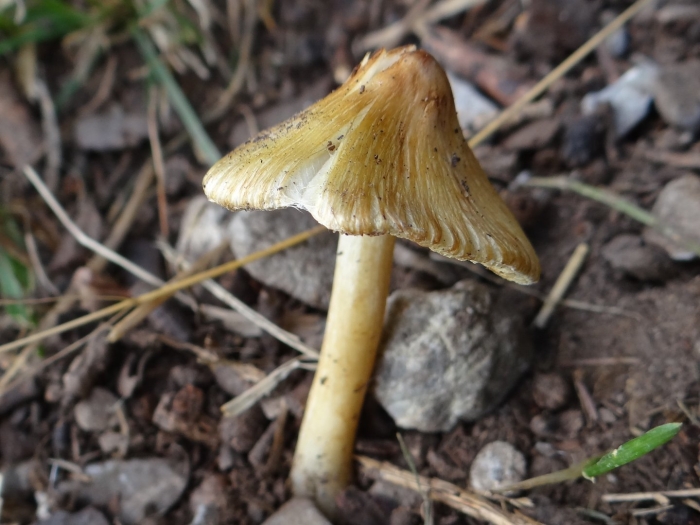 Inocybe rimosa
