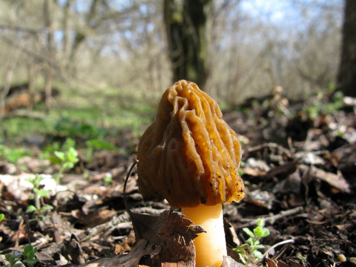 Сморчковая шапочка